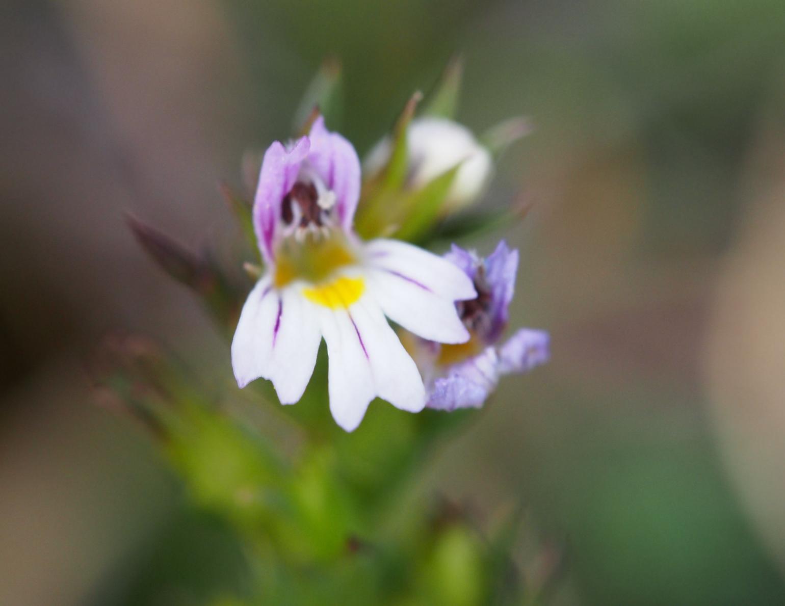 Eyebright, Irish